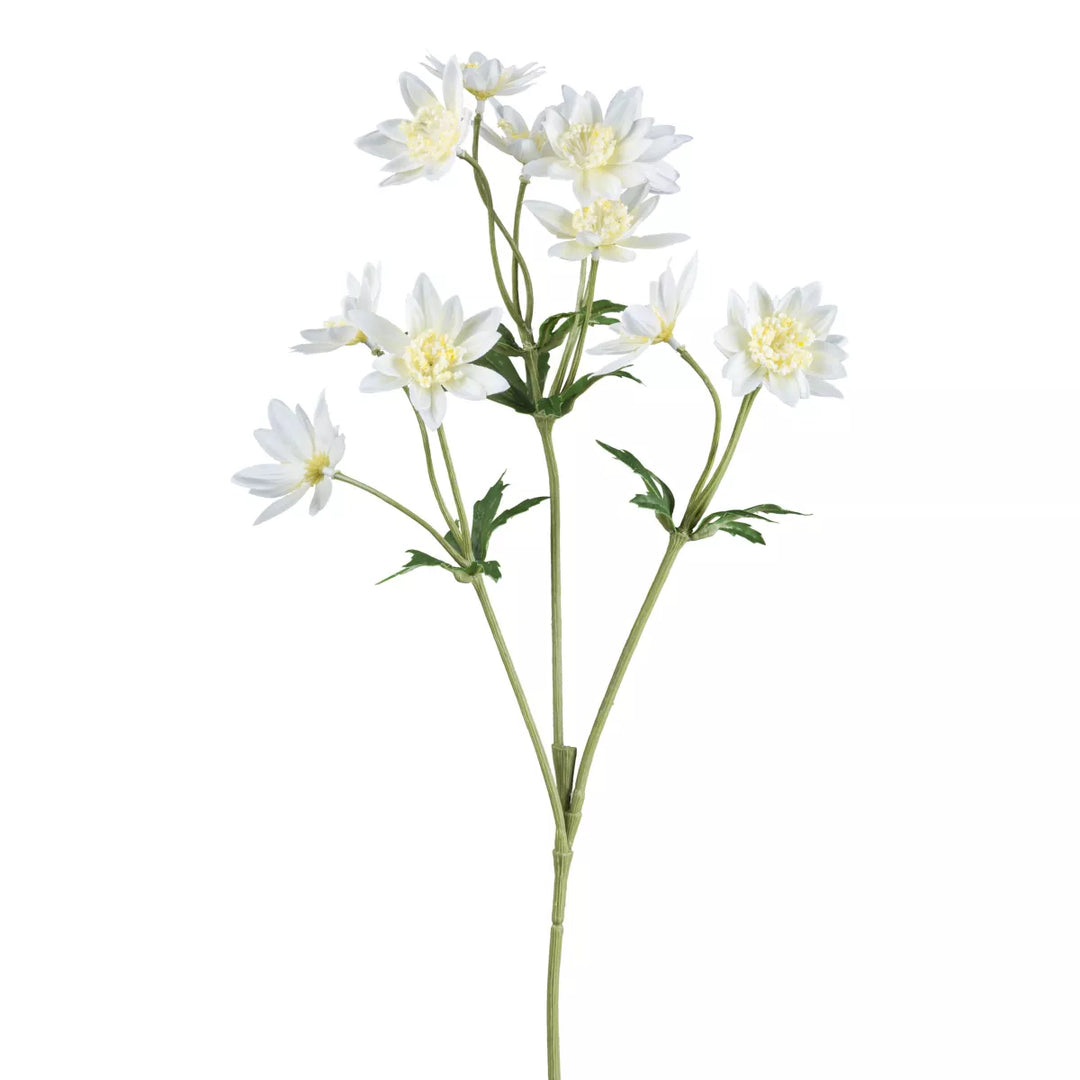 Flourify Scabiosa