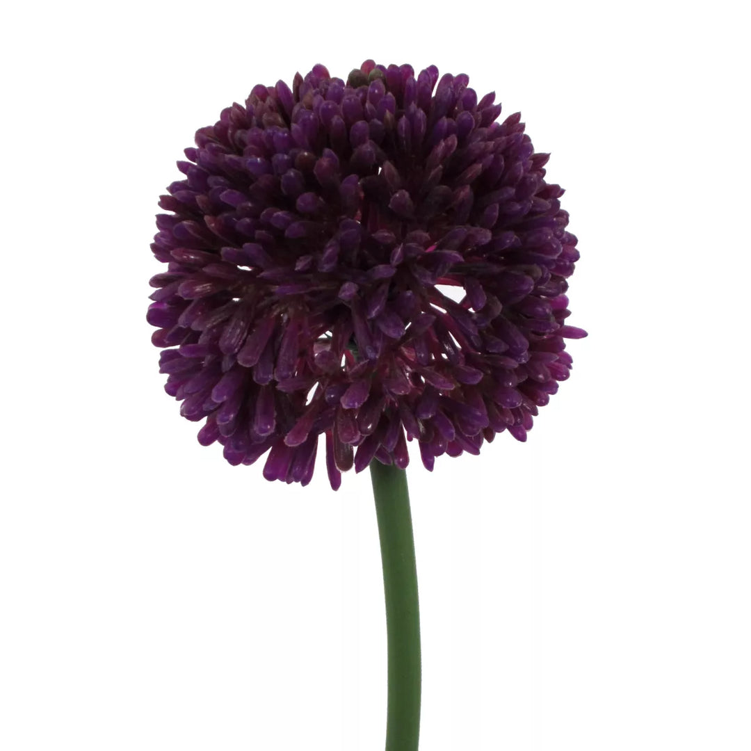 Flourify Allium (sierui)
