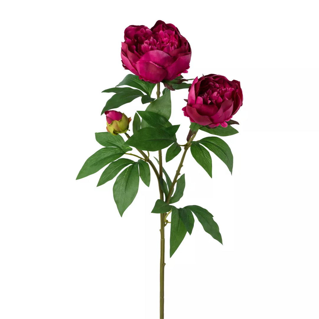 Flourify Pioenroos
