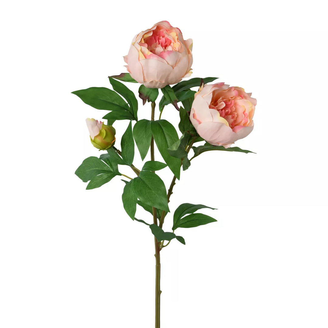 Flourify Pioenroos