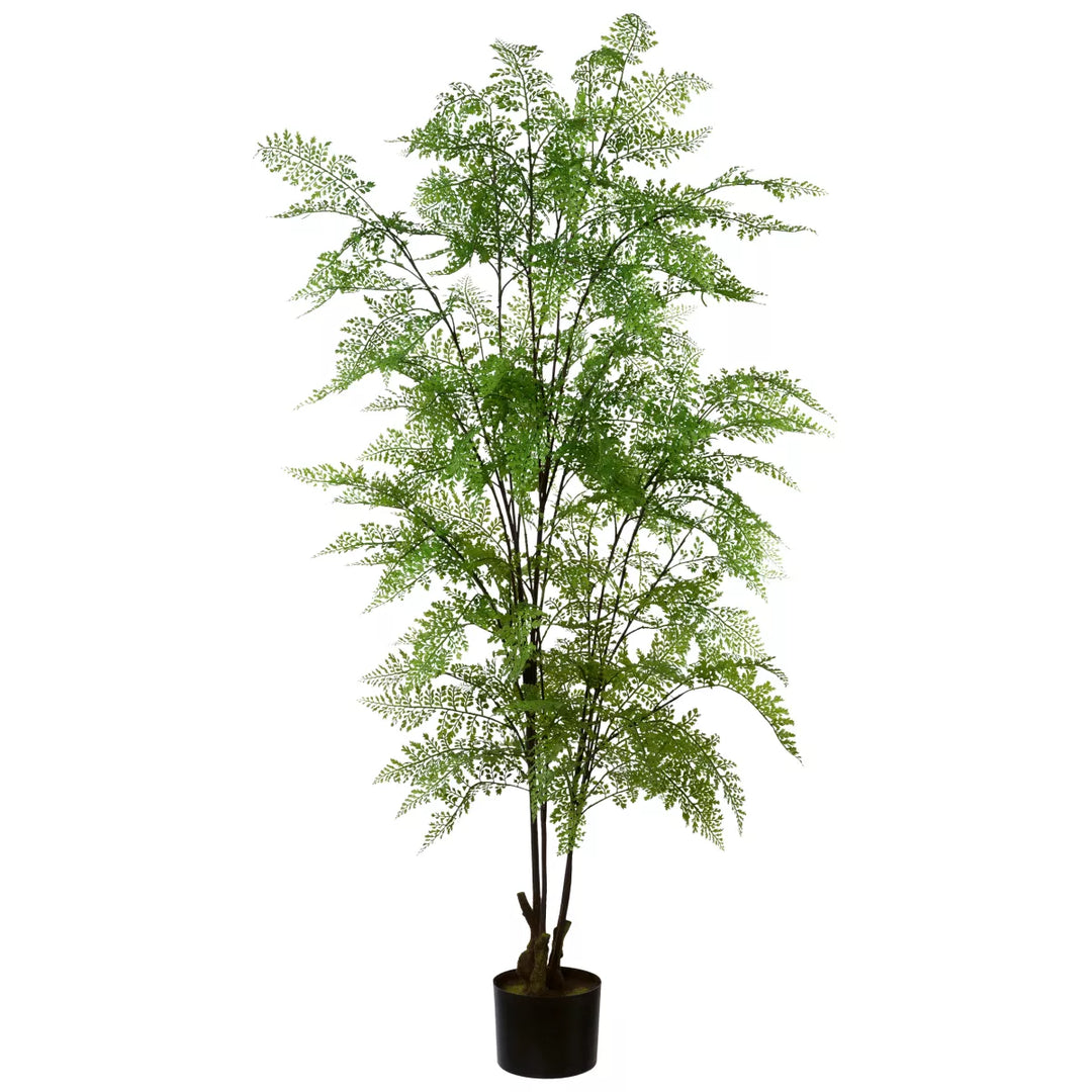 Flourify Adiantum