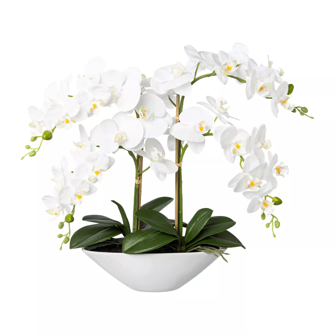 Flourify Orchidee