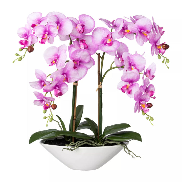 Flourify Orchidee