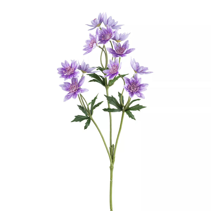 Flourify Scabiosa 