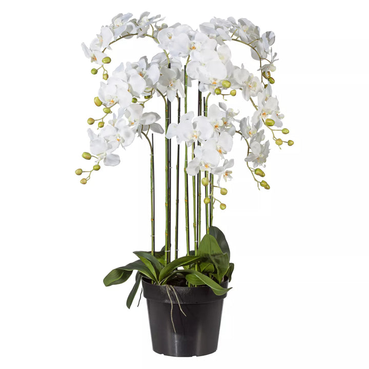 Flourify Orchidee