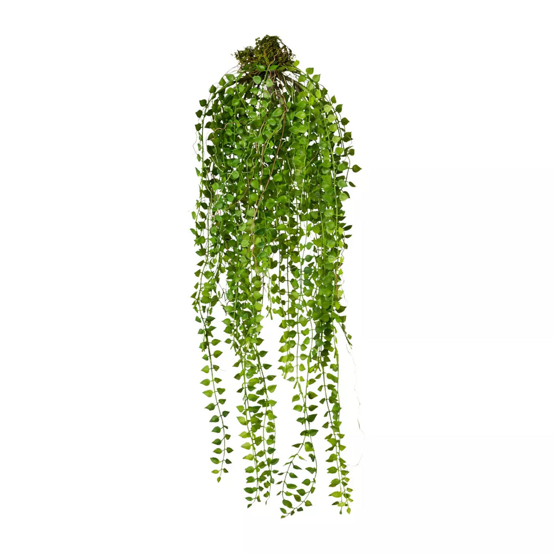 Flourify Columnea hangplant,