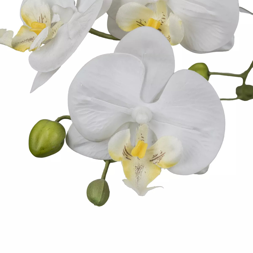 Flourify Orchidee