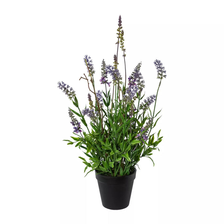 Flourify Lavendel