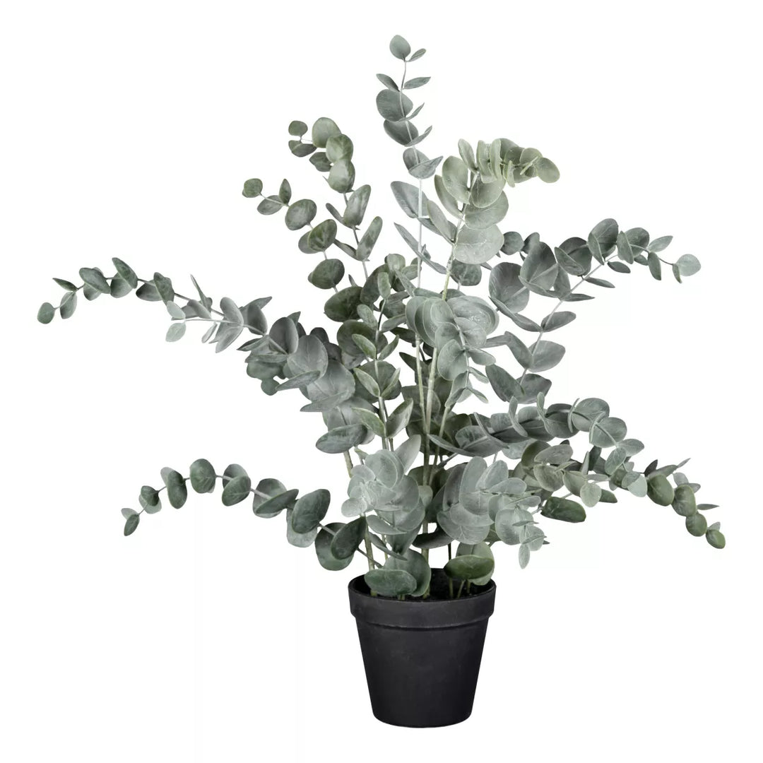 Flourify Eucalyptus 
