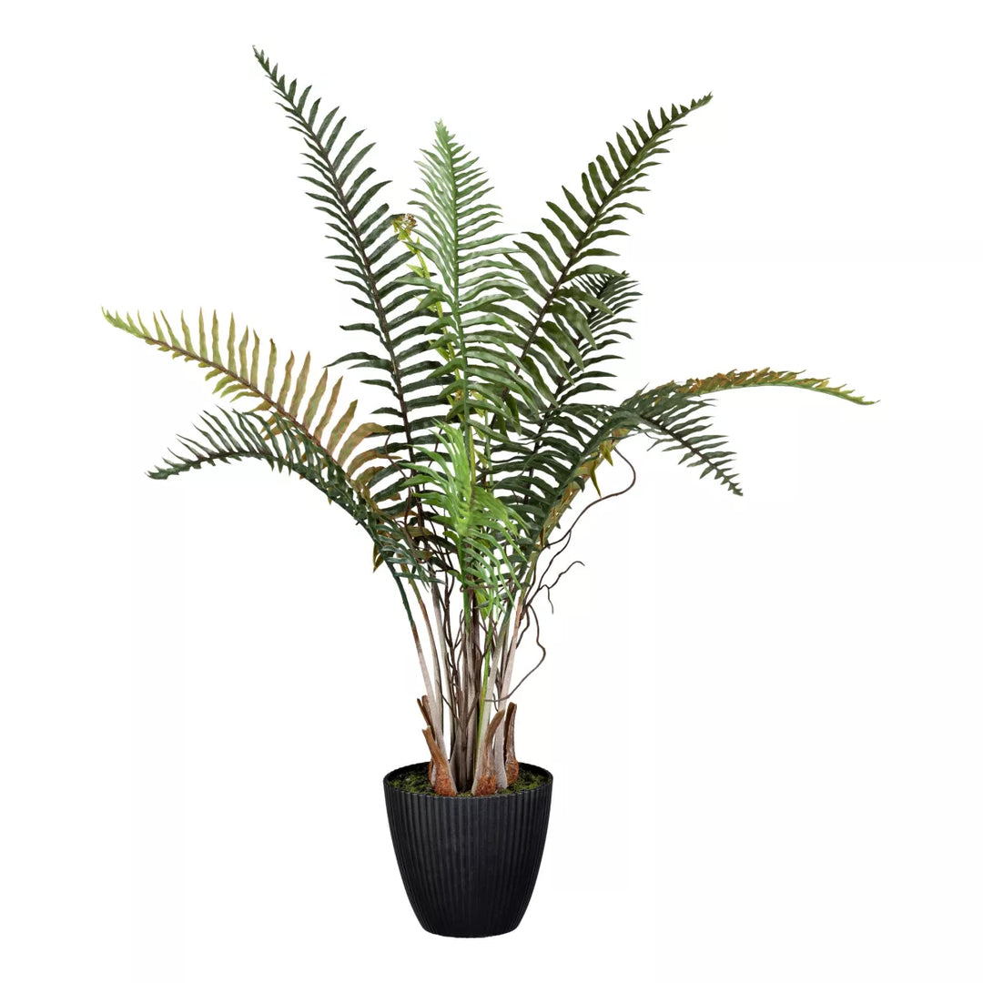Flourify Blechnum varen