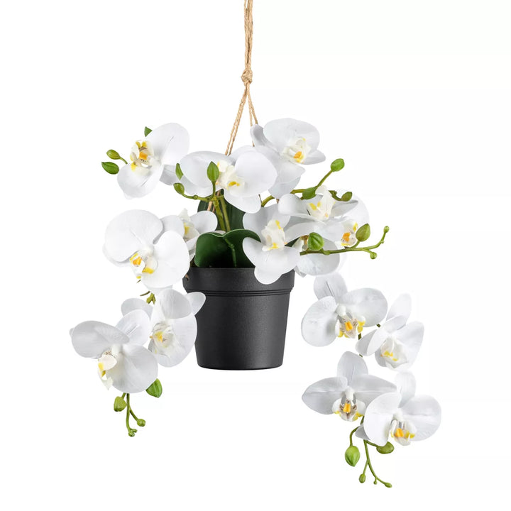 Flourify Orchidee