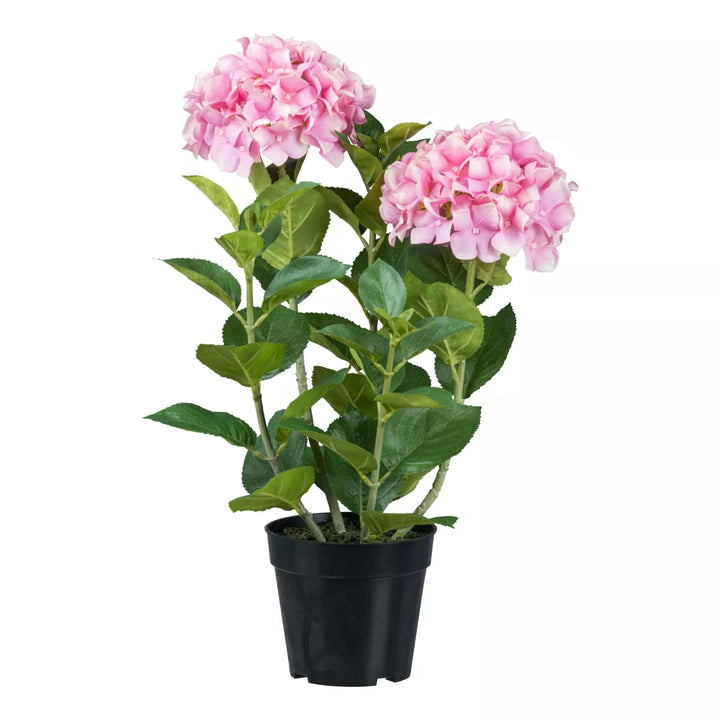 Flourify Hortensia