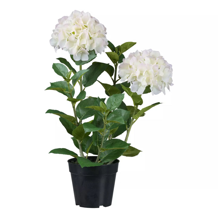 Flourify Hortensia