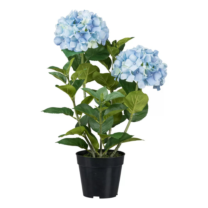 Flourify Hortensia
