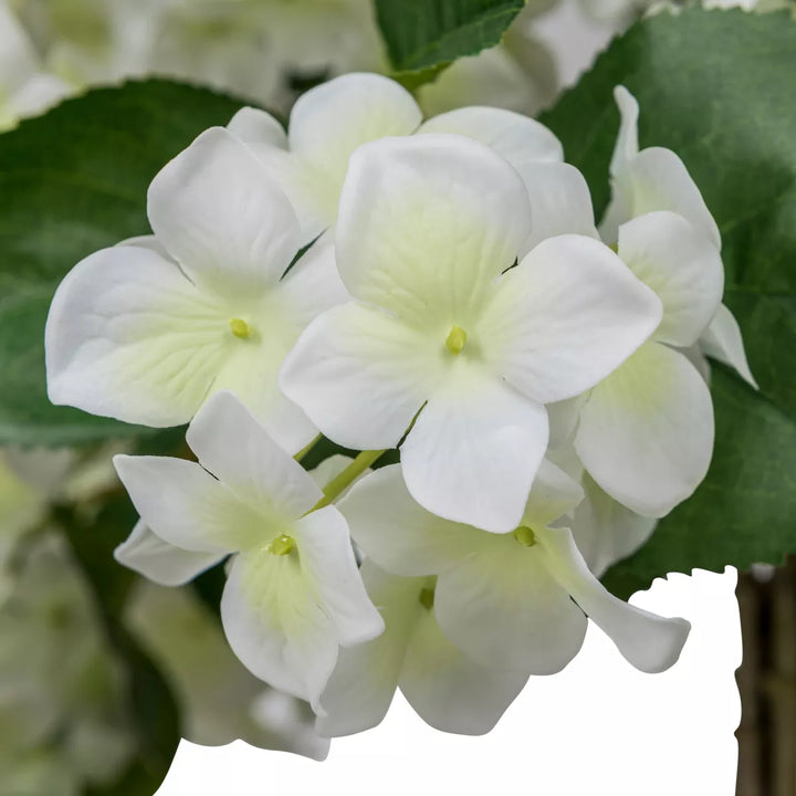 Flourify Hortensia boom
