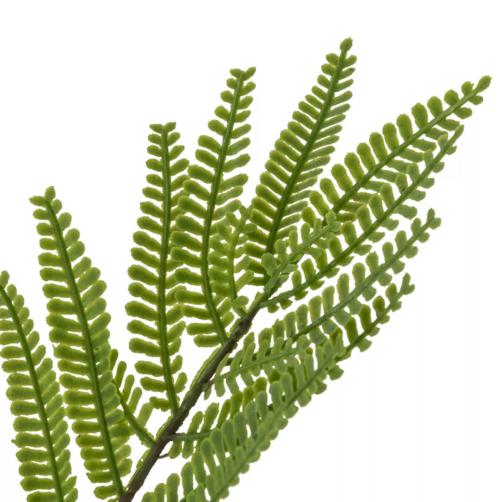 Flourify Mimosa 