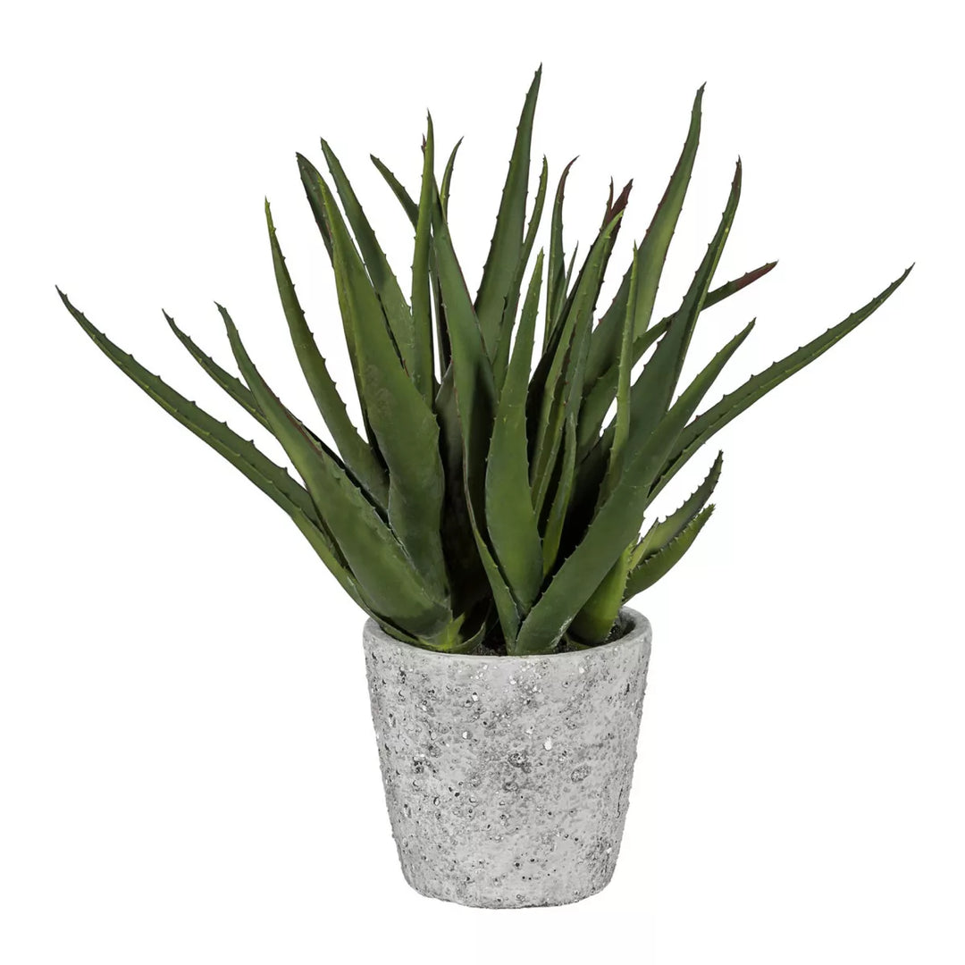 Flourify Aloe