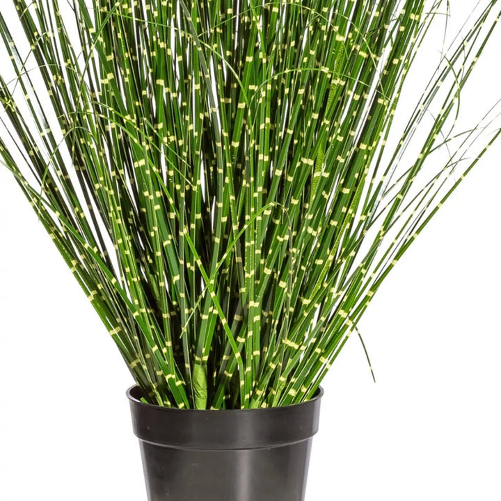 Flourify Miscanthus Zebrinus (prachtgriet)