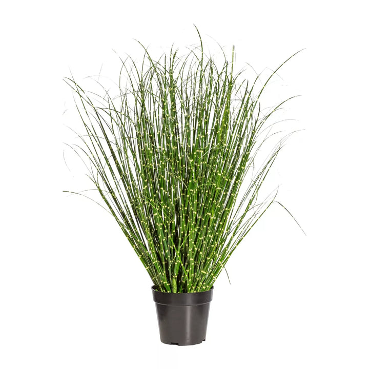 Flourify Miscanthus Zebrinus (prachtgriet)