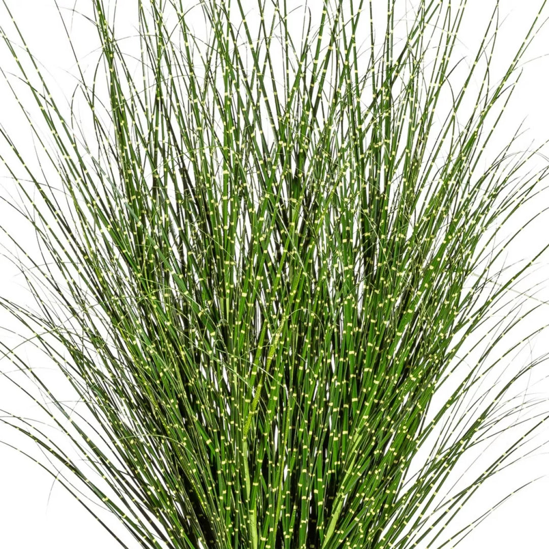 Flourify Miscanthus Zebrinus (prachtgriet)