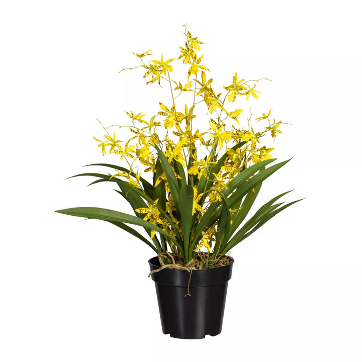 Flourify Oncidium orchidee dancing queen