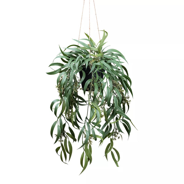 Flourify Eucalyptus globulus