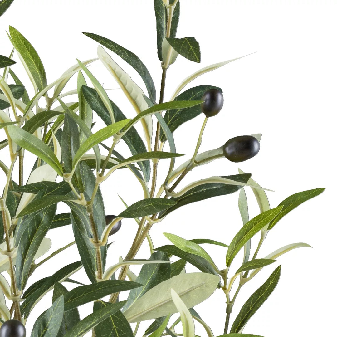 Flourify Olijvenstruik