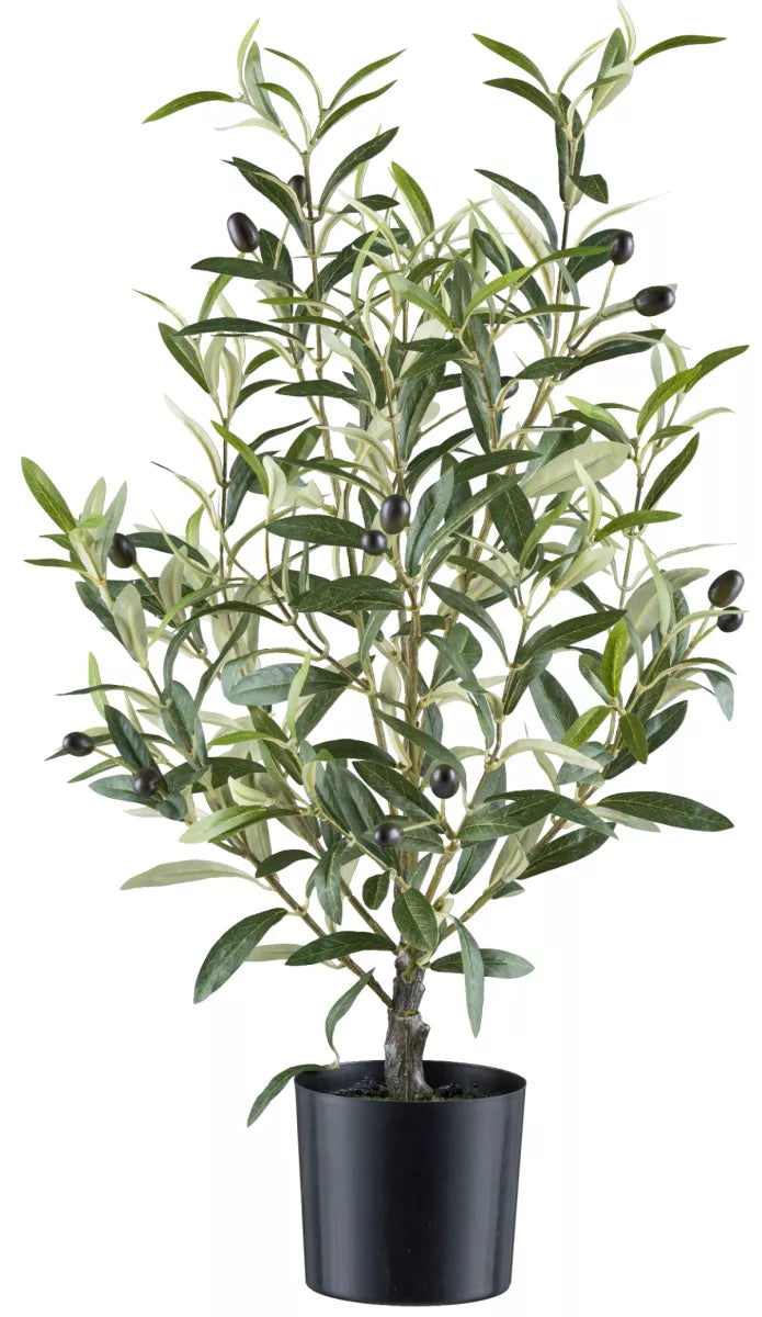 Flourify Olijvenstruik
