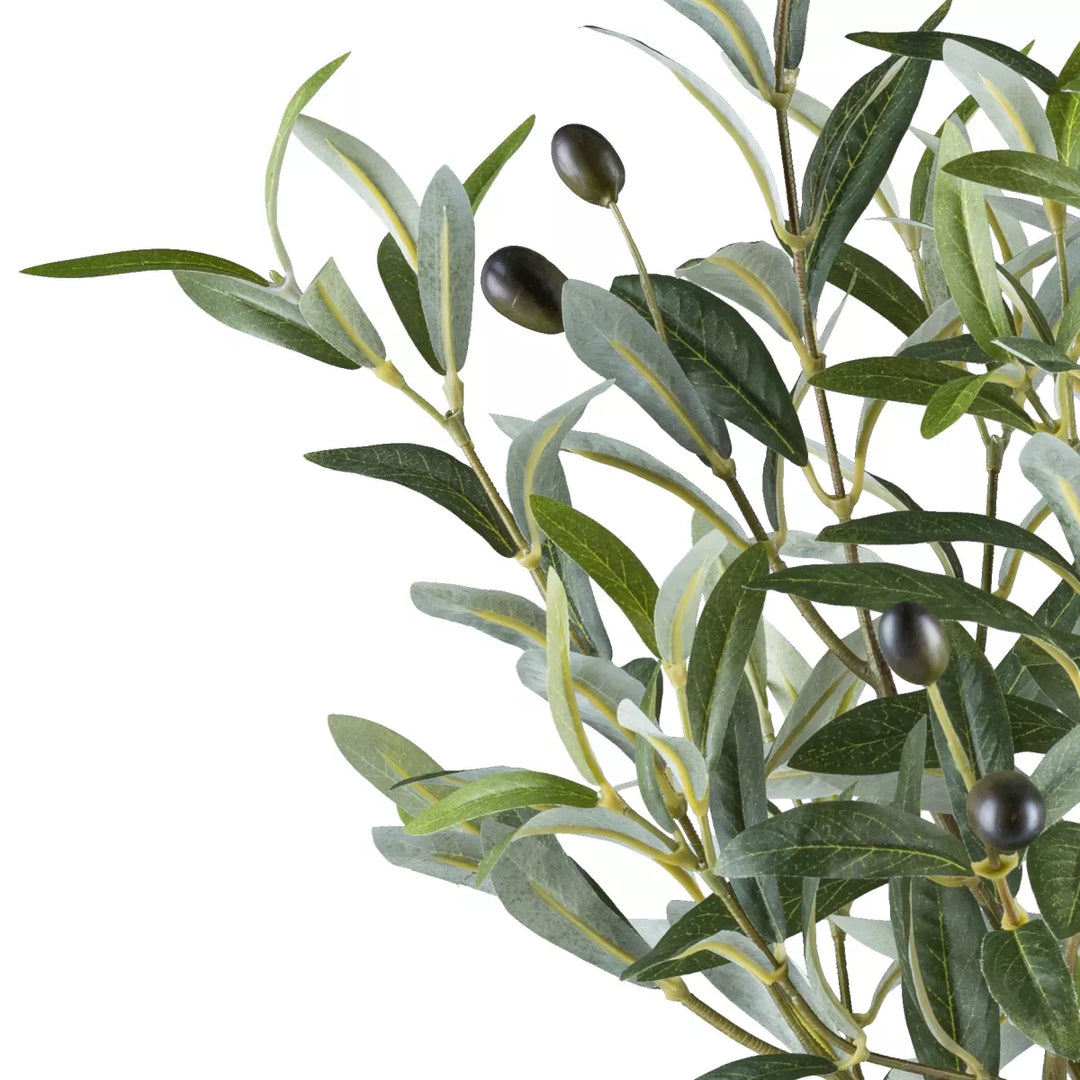 Flourify Olijvenboom