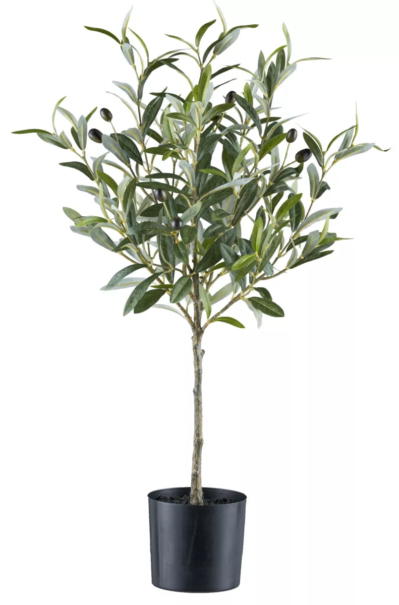 Flourify Olijvenboom