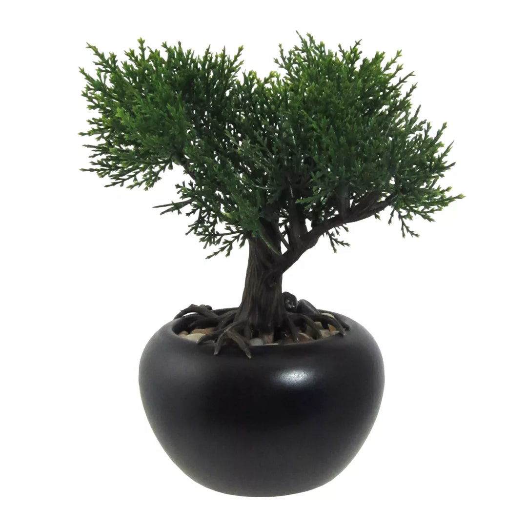 Flourify Bonsai ceder