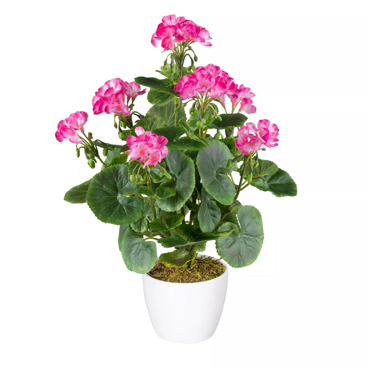Flourify Geraniumstruik (pelargonium)