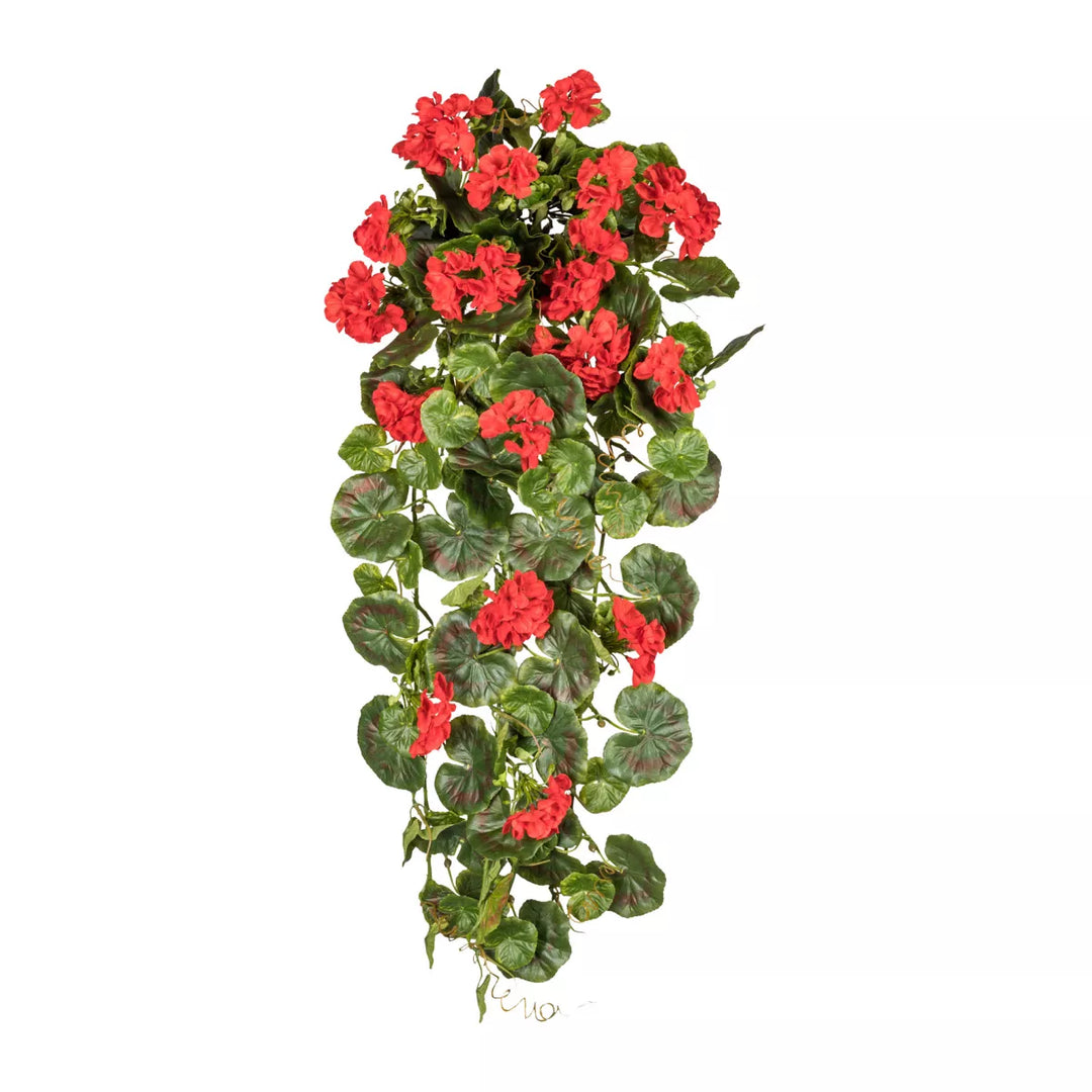 Flourify Geranium hanger (pelargonium)