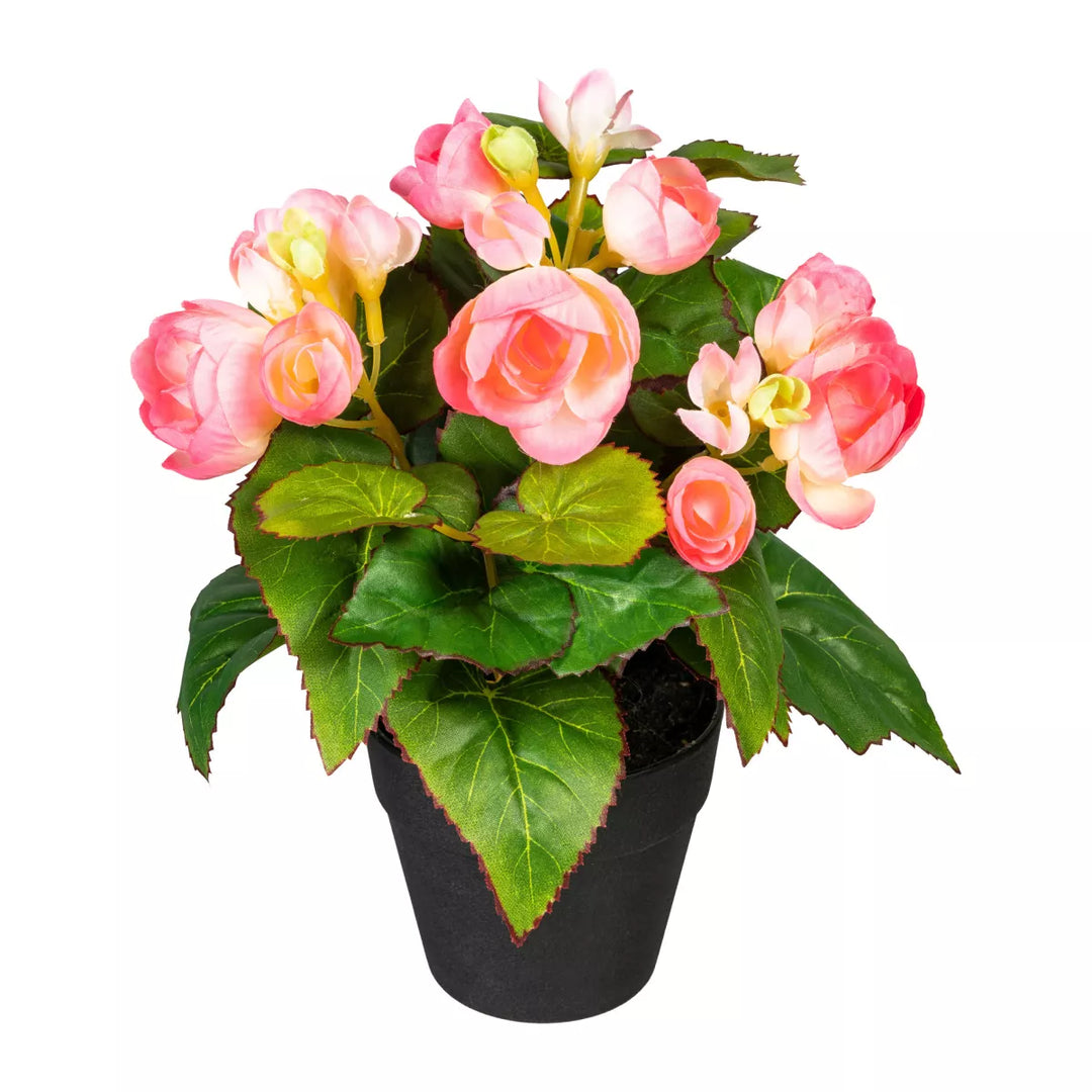 Flourify Begonia bos