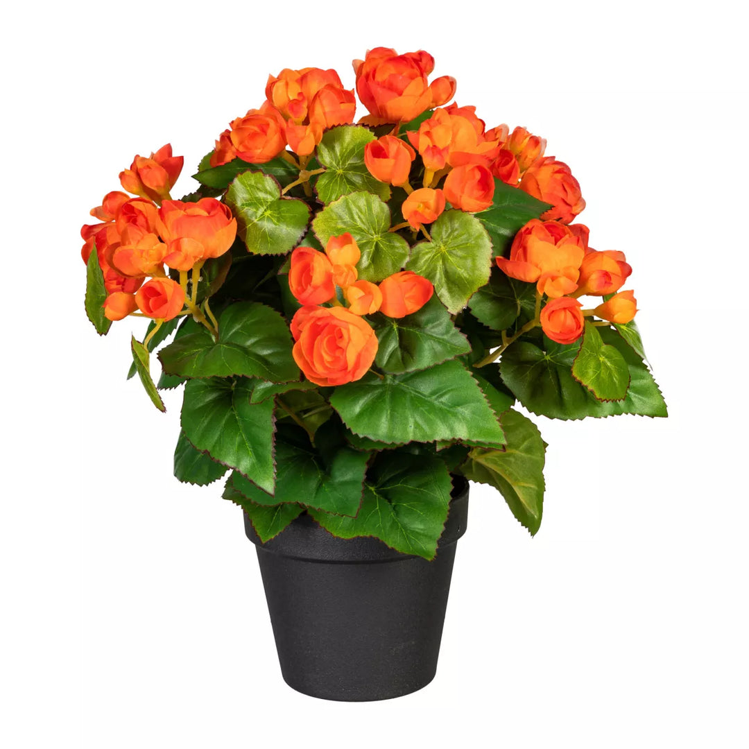 Flourify Begonia bos