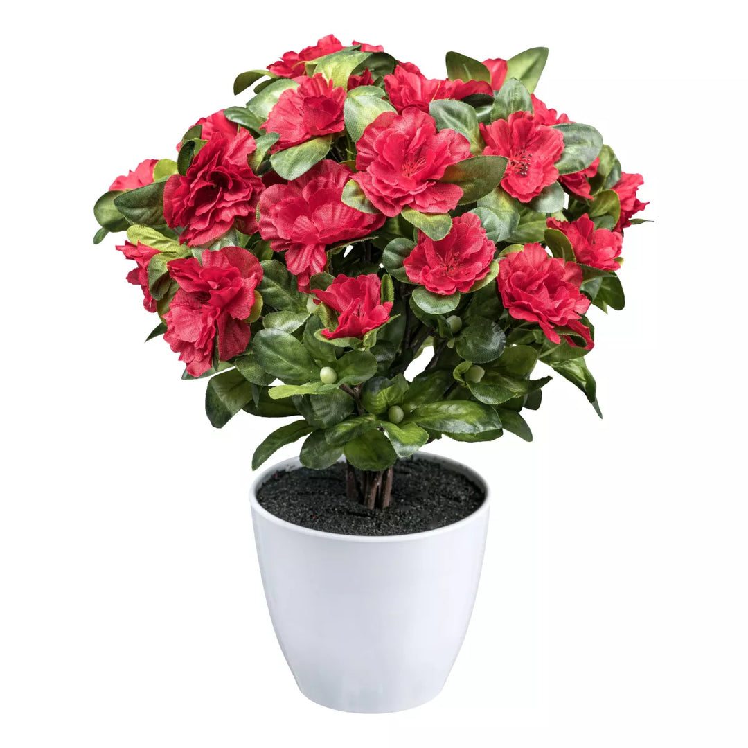 Flourify Azalea plant (Rhododendron)