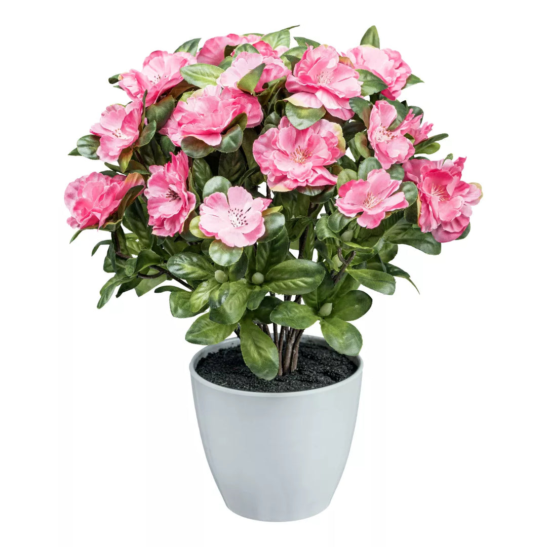 Flourify Azalea plant (Rhododendron)