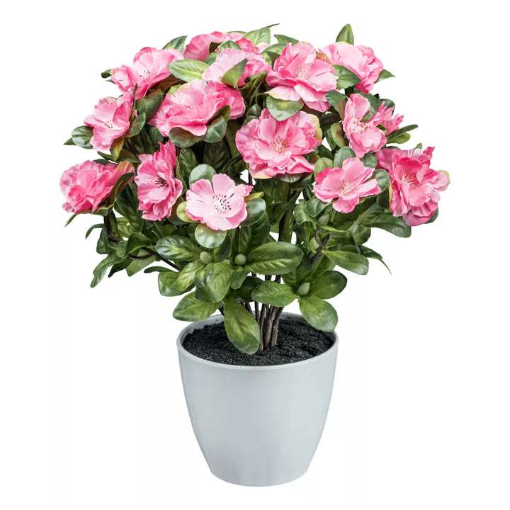 Flourify Azalea plant (Rhododendron)