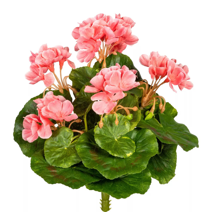 Flourify Mini-geranium