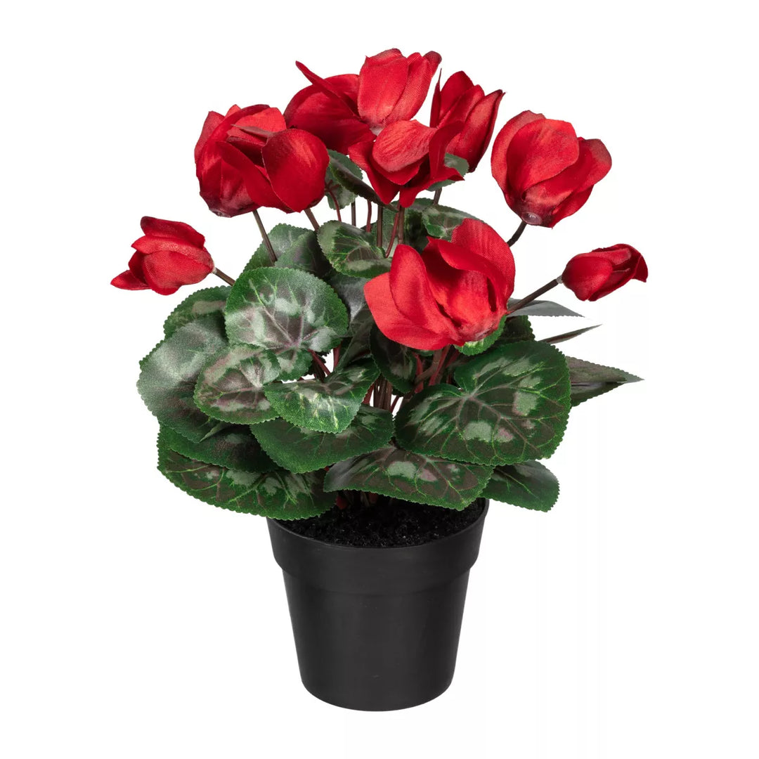 Flourify Cyclaam