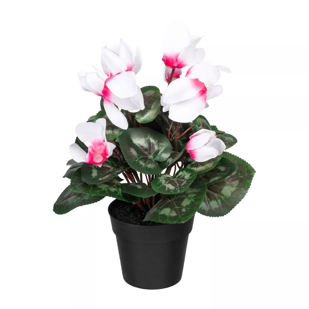Flourify Cyclaam