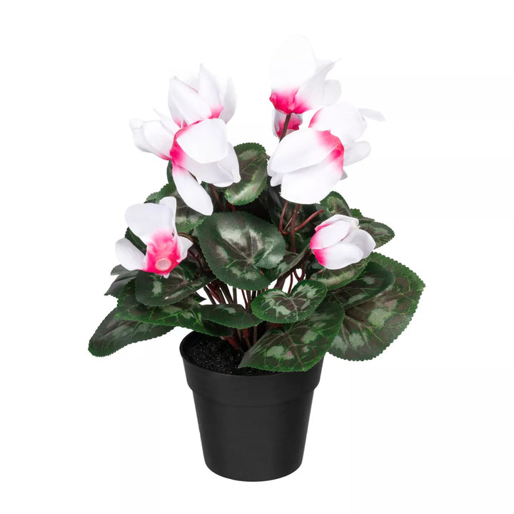 Flourify Cyclaam