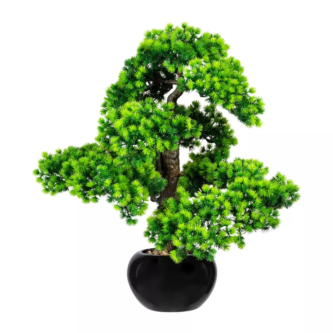 Flourify Bonsai dennen