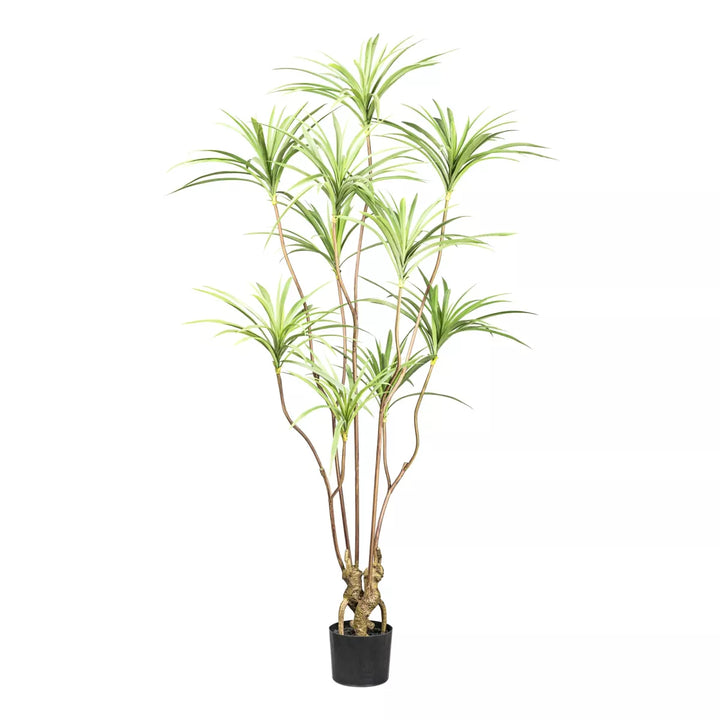 Flourify Dracaena