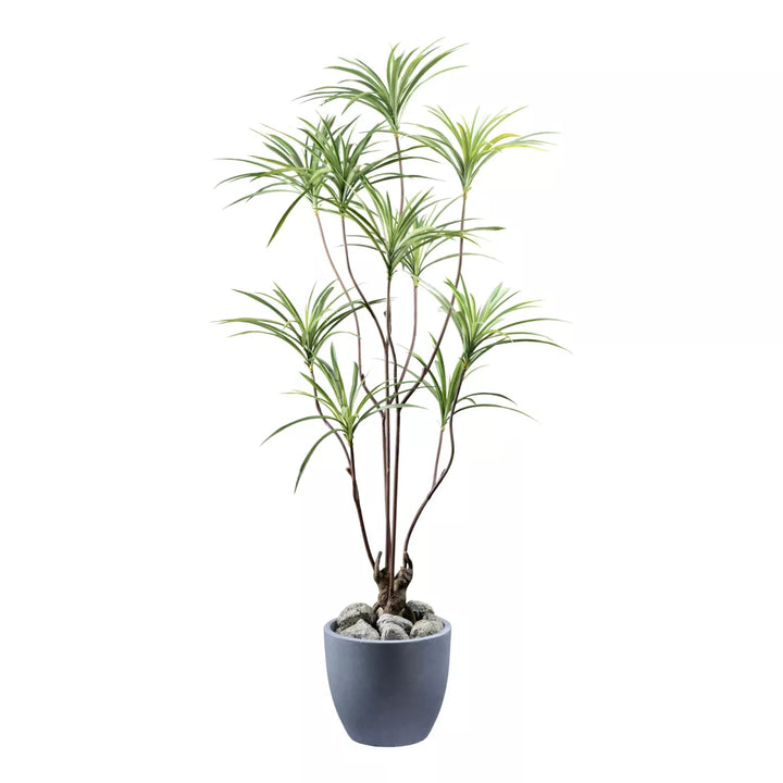 Flourify Dracaena