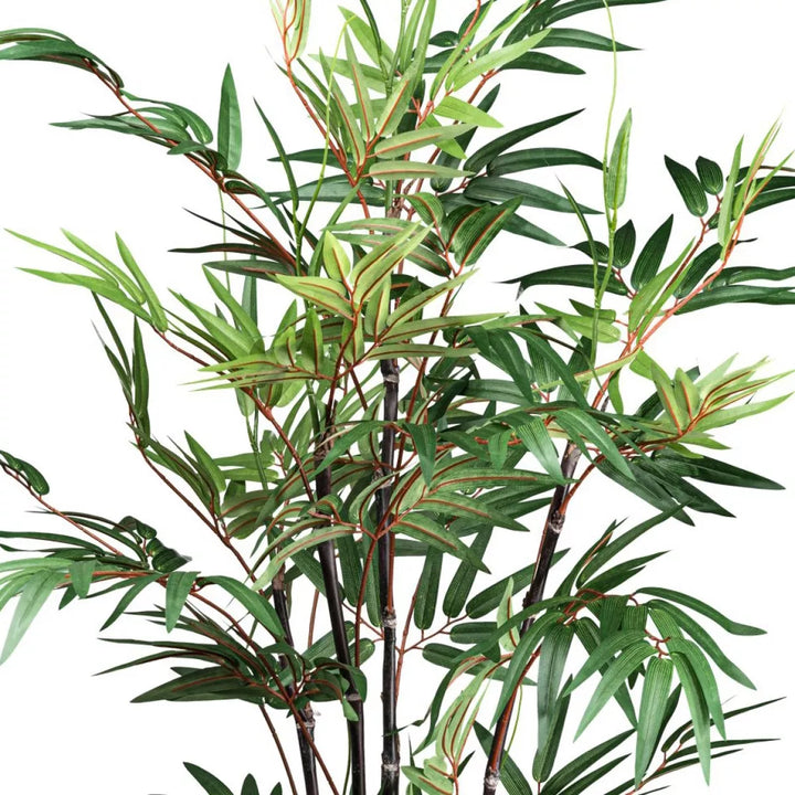 Flourify Bamboe Chinese Wonder (sierbamboe)