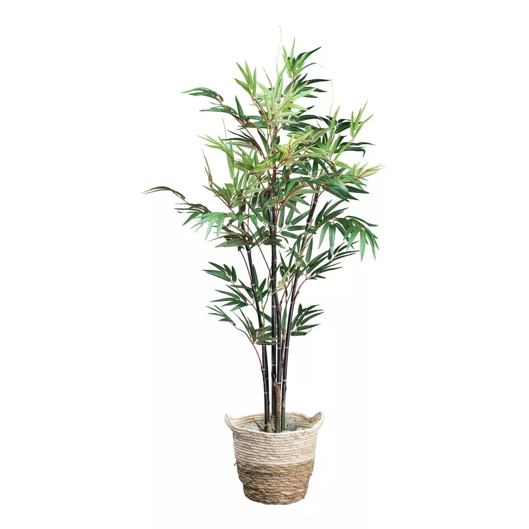 Flourify Bamboe Chinese Wonder (sierbamboe)