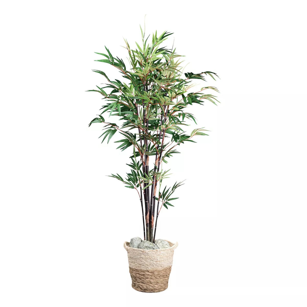 Flourify Bamboe Chinese Wonder (sierbamboe)