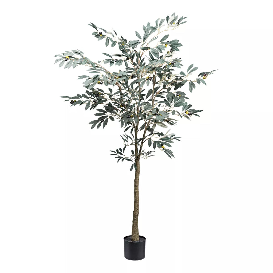 Flourify Olijvenboom