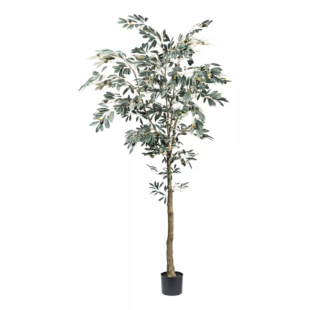 Flourify Olijfboom